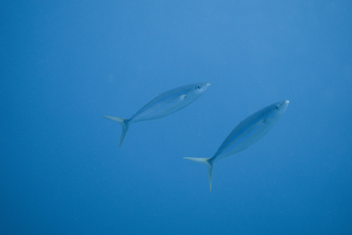 Elagatis bipinnulata observed 2026-10-07