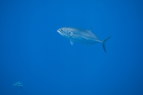 Caranx caballus observed 2026-10-07