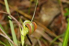 Pterostylis grandiflora