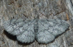 Idaea violacearia