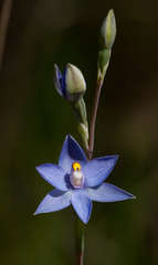 Thelymitra arenaria