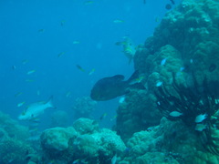 Plectorhinchus lineatus