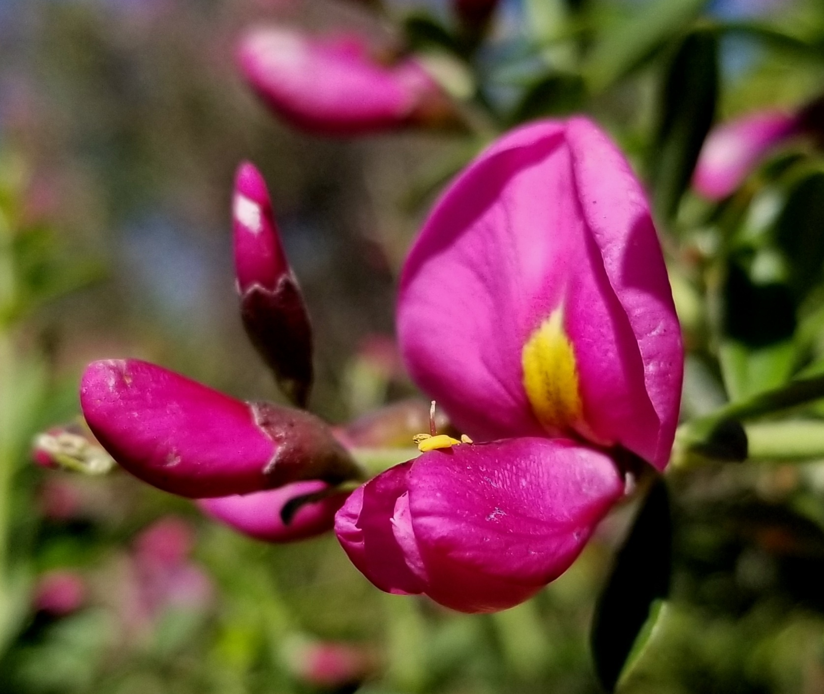 Pickeringia montana var. montana