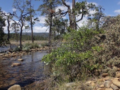 Quercus garryana breweri