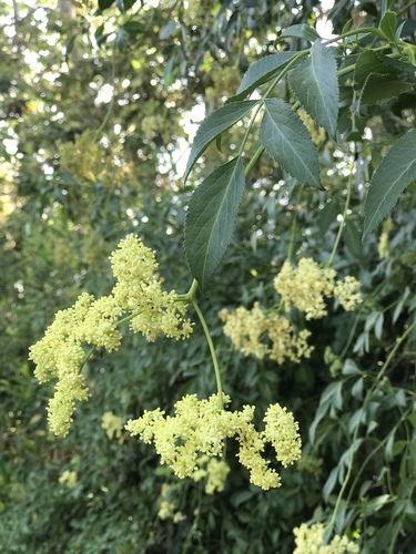 iNaturalist observation photo of blue elder