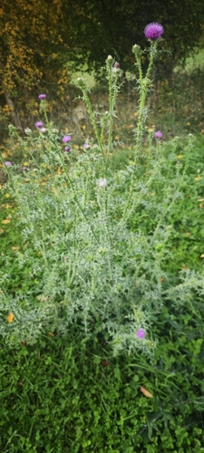 Broad-winged Thistle