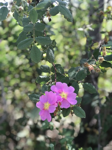 iNaturalist observation photo of California Wild Rose