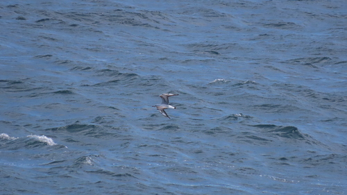 Gaviota encapuchada