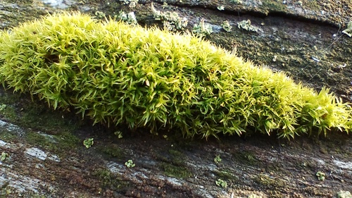 Dicranoweisia cirrata observed 2026-10-10