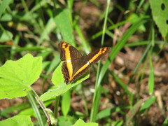 Adelpha leuceria