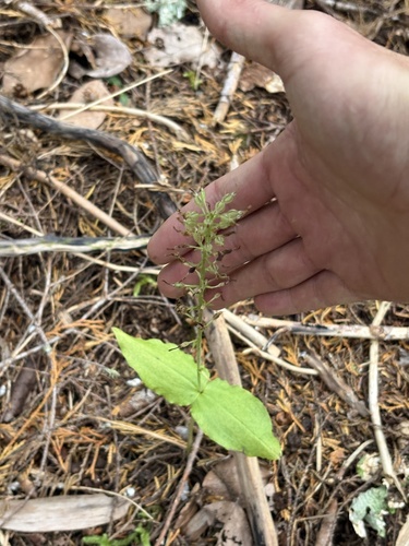 Neottia banksiana observed 2026-10-08