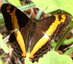 Adelpha leuceria