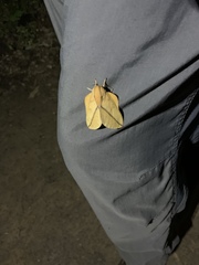 Syssphinx bisecta