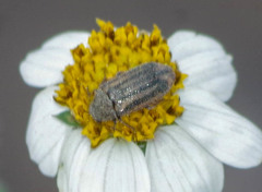 Astylus pallipes