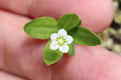 Moehringia macrophylla