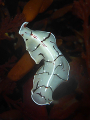 Eurylepta californica
