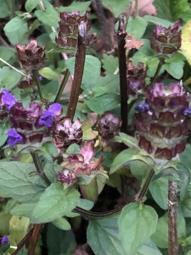 common selfheal