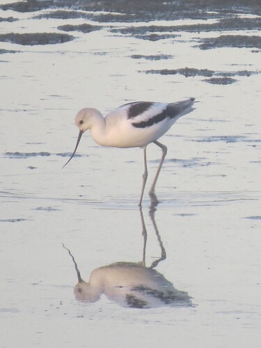 American Avocet