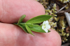 Moehringia macrophylla