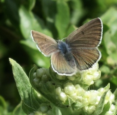 Icaricia icarioides missionensis