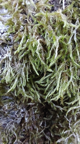 Isothecium alopecuroides observed 2026-10-11