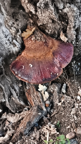 Beefsteak Polypore