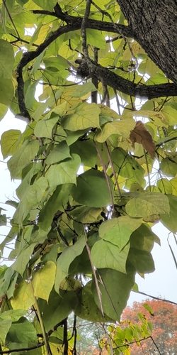 northern catalpa