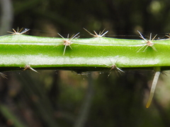 Selenicereus spinulosus