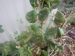 Puccinia merrilliana