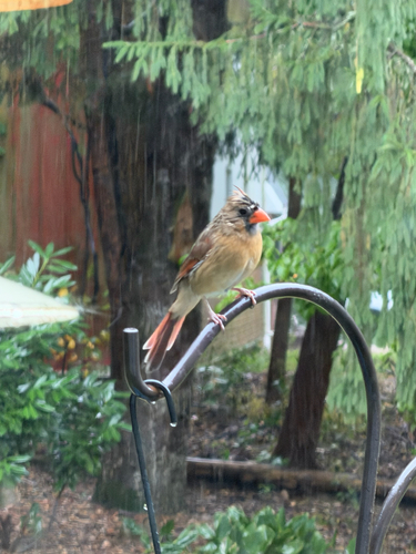Northern Cardinal