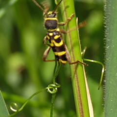 Clytus planifrons