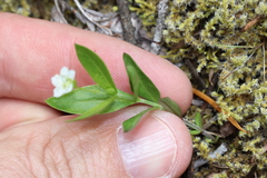 Moehringia macrophylla