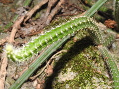 Selenicereus spinulosus