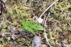 Moehringia macrophylla