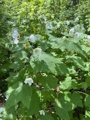 Rubus parviflorus