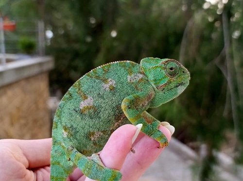 Chamaeleo chamaeleon recticrista