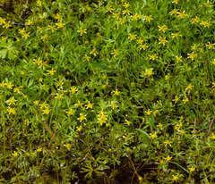Ranunculus amphitrichus