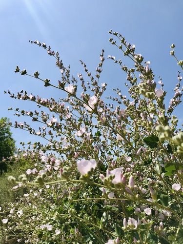 iNaturalist observation photo of southern coastal bushmallow