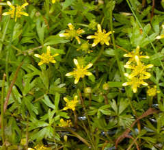 Ranunculus amphitrichus