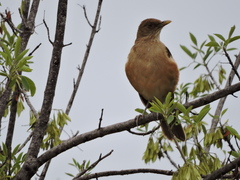 Turdus grayi