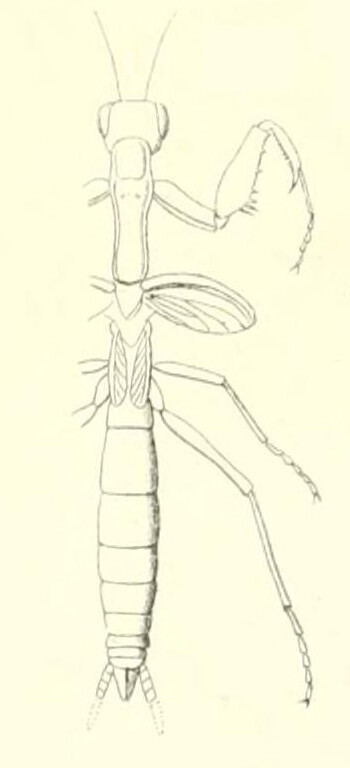 Galepsus meridionalis