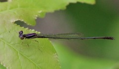 Enallagma dubium