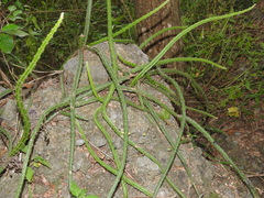 Selenicereus spinulosus