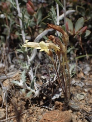 Aphyllon franciscanum