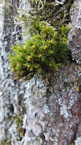 Lewinskya affinis observed 2026-10-11