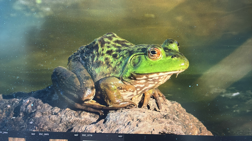 American Bullfrog