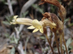 Aphyllon franciscanum