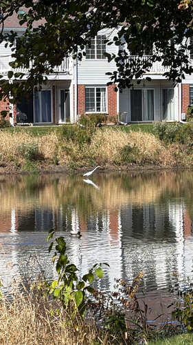Great Egret