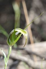 Pterostylis ampliata