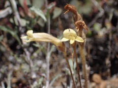 Aphyllon franciscanum